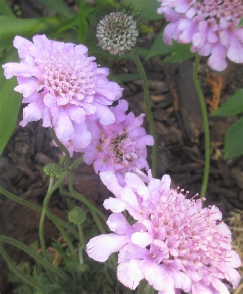 Photo Of The Bloom Of Dwarf Pincushion Flower Scabiosa Columbaria