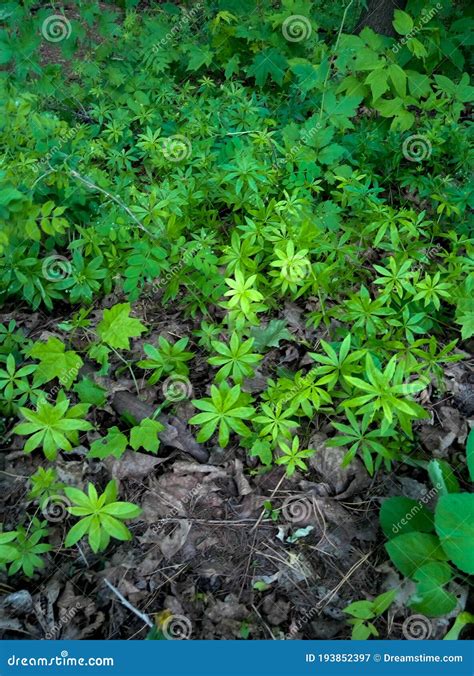 Sharp Green Leaves On Plants Stock Image Image Of Grow Seedling