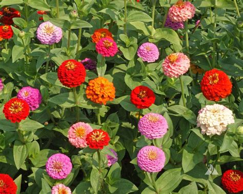 1500 Semi Di Massa Zinnia Lilliput Mix Zinnia Elegans