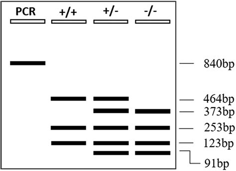 Diagnostic PCR RFLP Profiles From Homozygous Wild Type