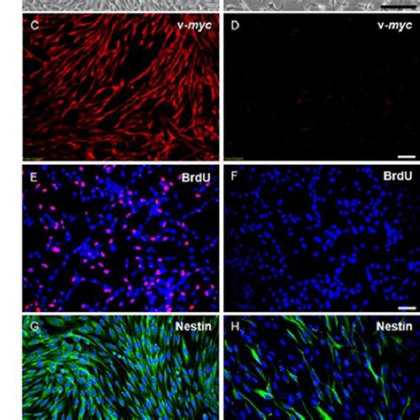 Clonal Human Neural Progenitor Cells Induced To Become Selfrenewing By