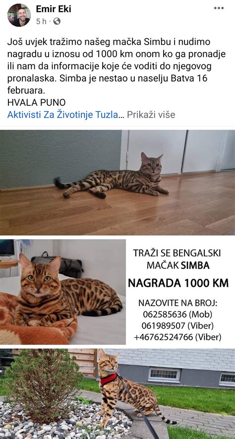 Tuzla Simba još uvijek nije pronađen vlasnici nude nagradu od 1 000