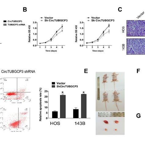 Circtubgcp3 Down Regulation Suppresses Cell Proliferation Migration