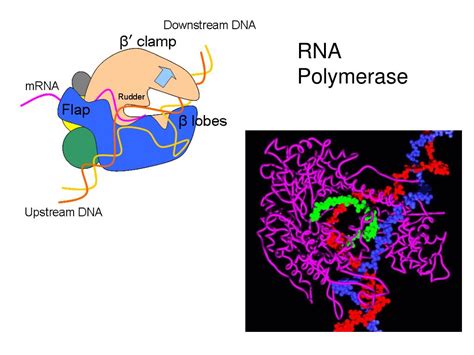 Ppt Rna Polymerase Powerpoint Presentation Free Download Id6262654