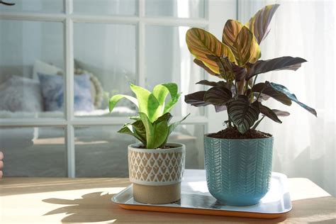 Winter Care Of Houseplants