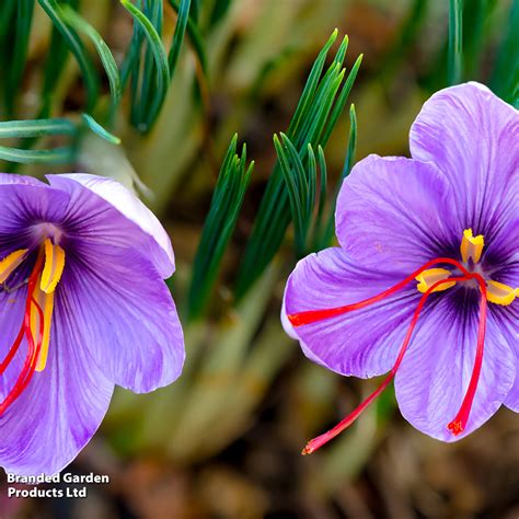 Saffron Crocus Bulbs - Flowering Bulbs | Dobies