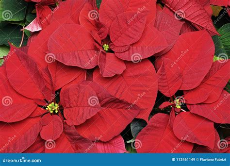 Poinsettia, Bracts and Flowers Stock Image - Image of euphorbia, family ...