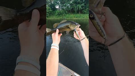 River Smallies Love The Heddon Spook Smallmouth River Fishing