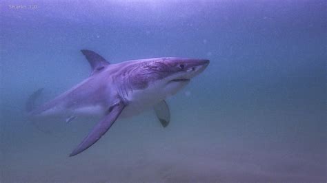 Researchers Document 55 More White Sharks In Cape Cod Waters Whats