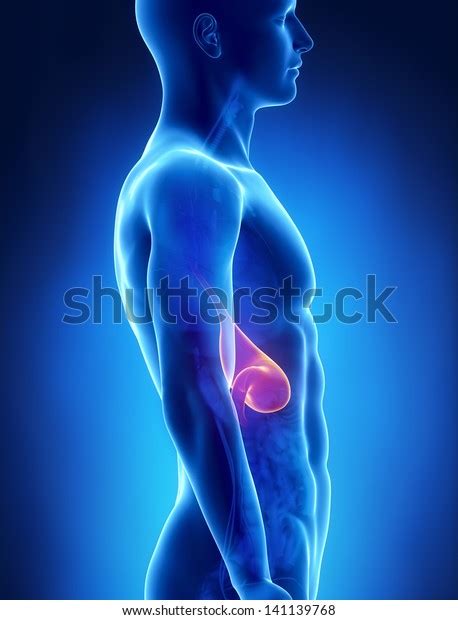 Stomach Male Anatomy Lateral Xray View Shutterstock