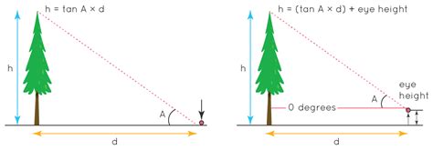 Trigonometry Tree Height Solution Schoolworkhelper