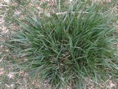 Clumps Of Other Grass In My Lawn Best Way To Get Rid Of