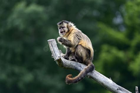 Capuchin stock photo. Image of themes, wild, tree, habitat - 44078056