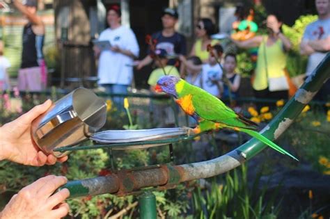 Currumbin Wildlife Sanctuary - Brisbane Kids