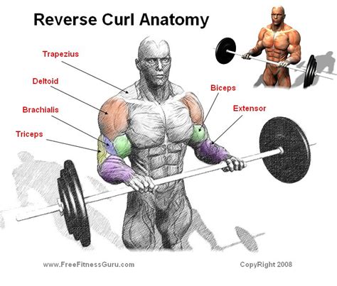 FreeFitnessGuru - Reverse Curl Anatomy