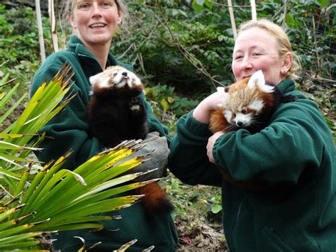 Cute Red Pandas cubs at Welsh Mountain Zoo