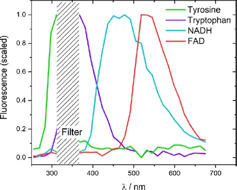 Scaled Fluorescence Spectra Of Tyrosine Green Tryptophan Purple