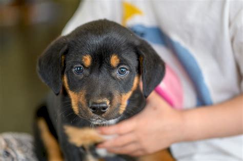 Australian Kelpie Puppies x3 left | Farm Tender