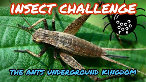 THE ANTS PLANET ANT UNDERGROUND KINGDOM INSECT CHALLENGE YouTube