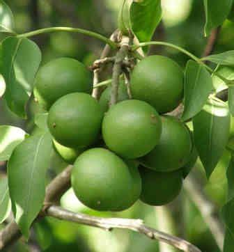 17 Best images about Limoncillo on Pinterest | The fruit, Spanish and ...