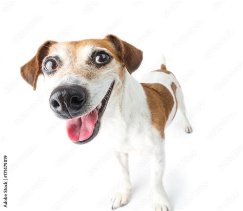 Adorable happy dog standing on white background in full-length. Hi ...