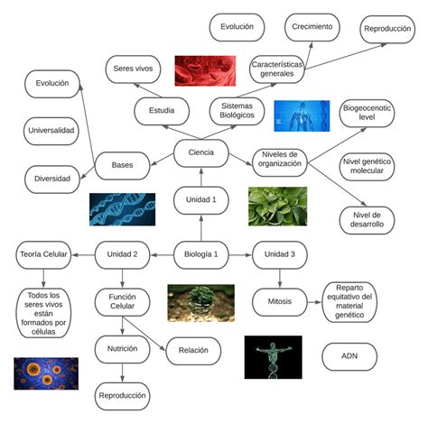 Arriba 49 Imagen Mapa Mental De Los Conceptos Basicos De La Biologia Abzlocalmx