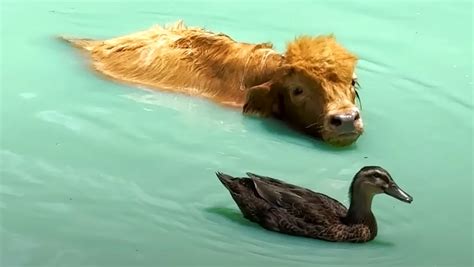 Duck And Cow Love To Go Swimming Together