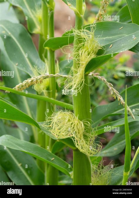 Corn Growth Stages Hi Res Stock Photography And Images Alamy