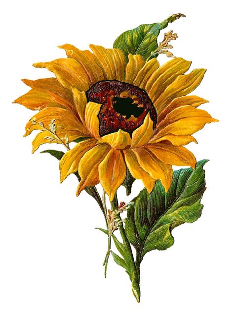 Flower Sunflower Artwork Sunflower Art Sunflower Illustration