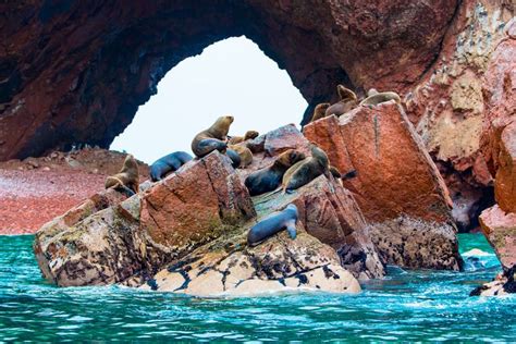 Excursi N A Las Islas Ballestas Desde Paracas Civitatis