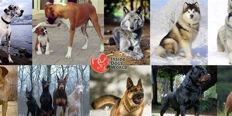 Top 10 Most Dangerous Dog Breeds in the World - Inside Dogs World