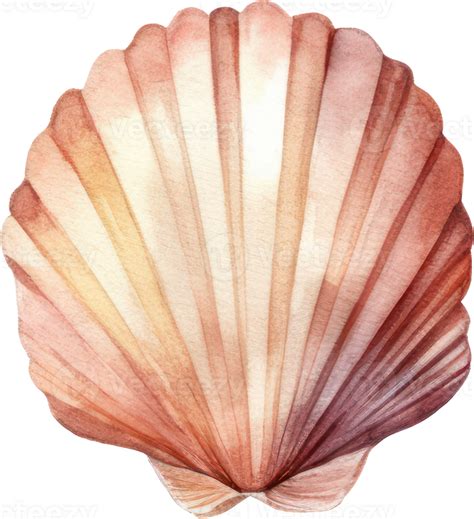 Seashell Watercolor Illustration Png