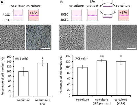 Stromal Cellmediated Regulation Involved In Lpainduced Cec