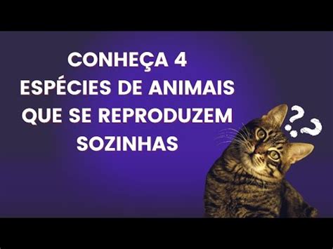 Conheça 4 espécies animais que se reproduzem sozinhas YouTube