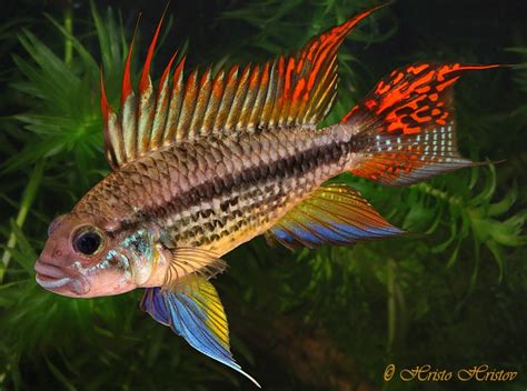 Apistogramma cacatuoides (Cockatoo Cichlid) — Seriously Fish