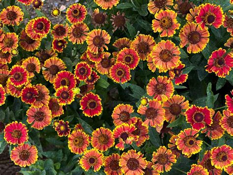 14 Best Fall-Blooming Perennials