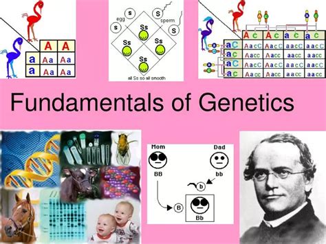 Ppt Fundamentals Of Genetics Powerpoint Presentation Free Download