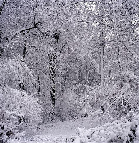 snowy trees photo wp