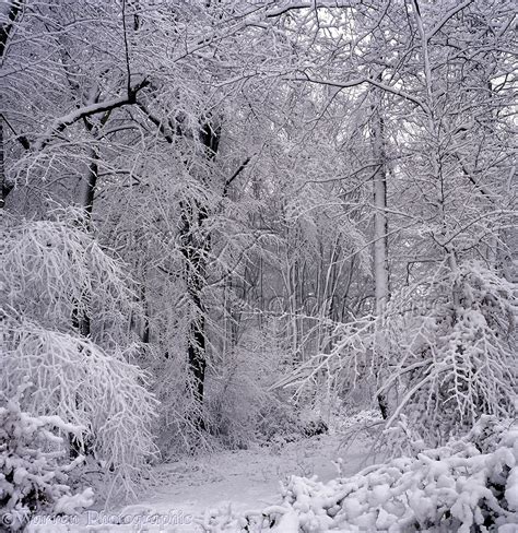 Snowy trees photo WP20527