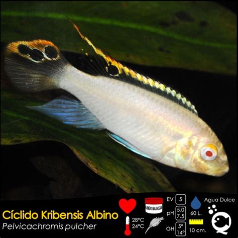 Cíclido Kribensis Albino De venta en Aquatic Shop Acuario Аквариум