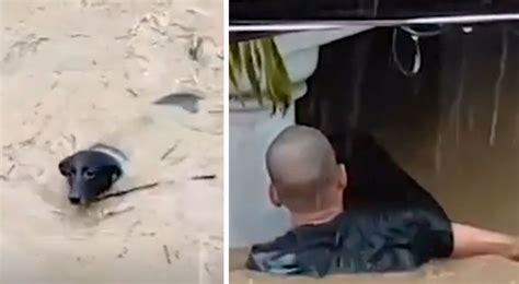 Youtube Viral Hombre Arriesg Su Vida Para Salvar A Un Perro Atrapado