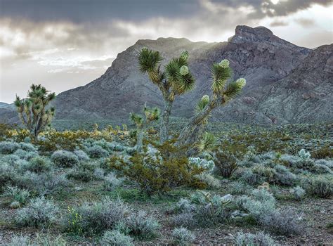 Gold Butte Desert Light Photograph By Leland D Howard Fine Art America