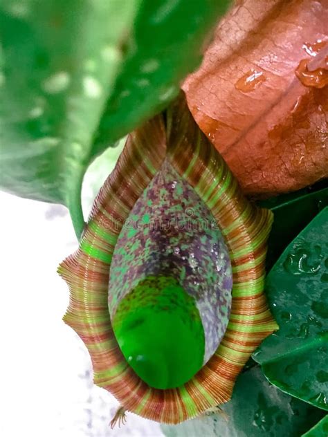 Carnivorous Plant _ Tropical Pitcher Plants Stock Photo - Image of ...