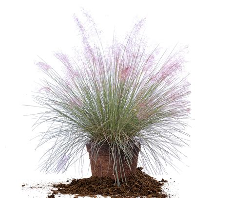 Pink Muhly Cotton Candy Grass Muhlenbergia Capillaris Etsy Australia