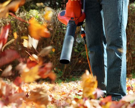 Expert Tips For Cleaning Up Leaves Like A Pro Gardeningetc