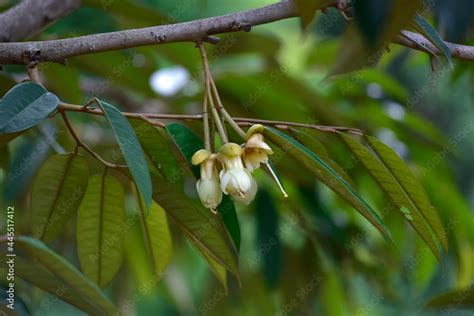 Durian flowers are about to bloom, hanging over the durian tree.,flower ...