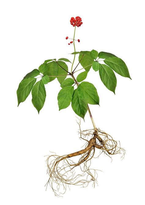 Can You Eat Ginseng: What Are The Edible Parts Of Ginseng Plants ...