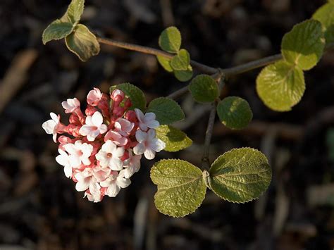 Korean Spice Viburnum Diy