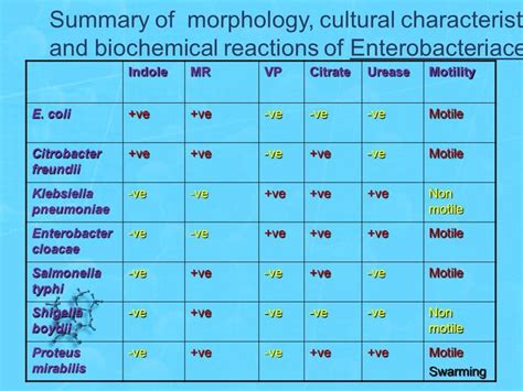 Biochemical Reaction Chart Of Gram Negative Bacteria - Best Picture Of ...