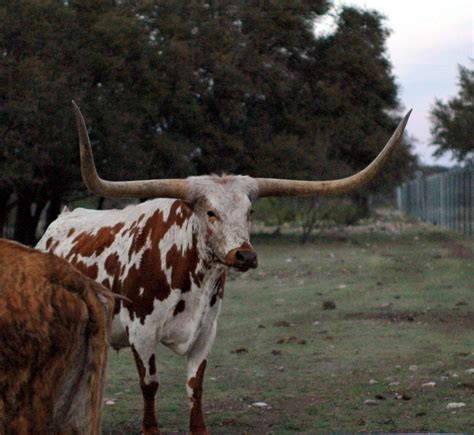 Texas Longhorn Steer One Of Several Longhorn Steers Along Flickr